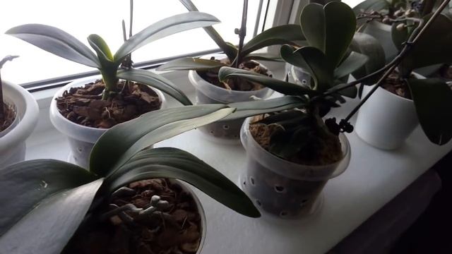 опрыскивание орхидей...польза или вред? смотреть онлайн