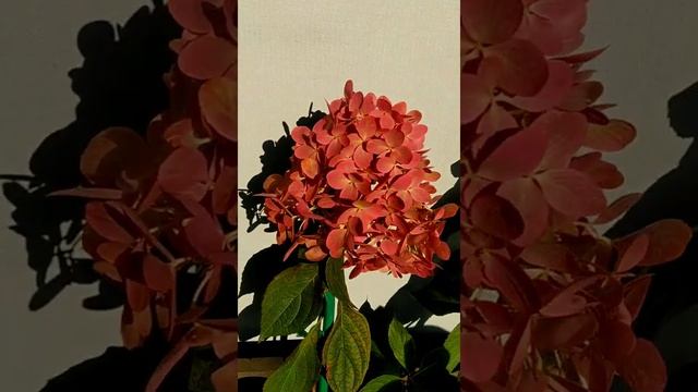 Гортензия Мохито смотреть онлайн