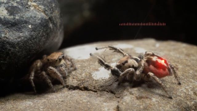 Танцующий охотник | Jumping Spiders | Паук-скакун | Dancing hunter смотреть онлайн