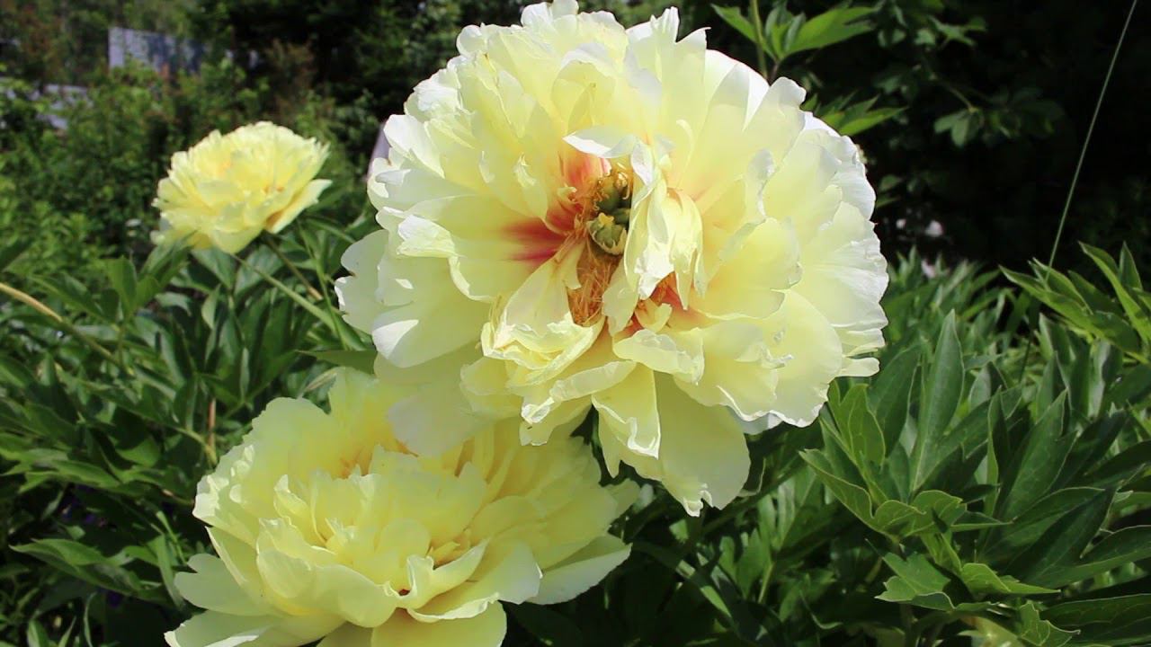 Пион Бартзелла смотреть онлайн