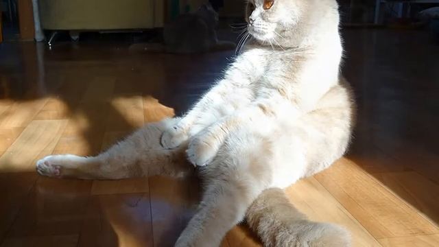 Мартовский кот Гермес и Джой смотреть онлайн