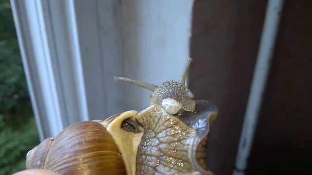 Улитка ест кусочек хлеба смотреть онлайн