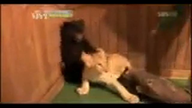 Бешаный медведь и его друг зверь смотреть онлайн