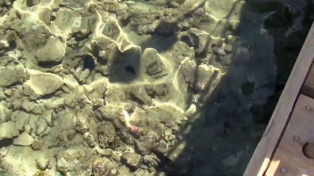 Фауна Красного моря. Вид с пирса смотреть онлайн