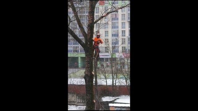 Спил тополя - Лесорубы альпинисты. смотреть онлайн