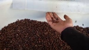 Переработка кедровой шишки. Какой выхлоп кедрового ореха из мешка шишки.