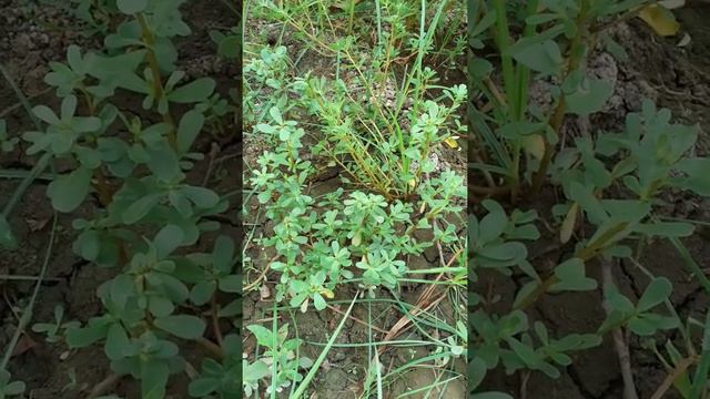 pərpətöyünün faydaları.(Полезные свойства портулака) смотреть онлайн