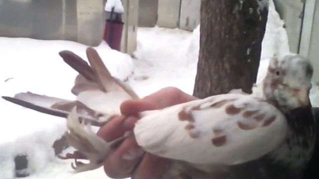 Андижанские голуби, узбекские бойные голуби. смотреть онлайн