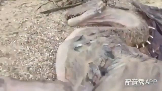 Настоящий дракон