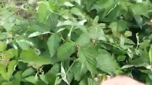 Малина Таруса - начало плодоношения и результат прищипки молодых побегов на 22.06.2021г.