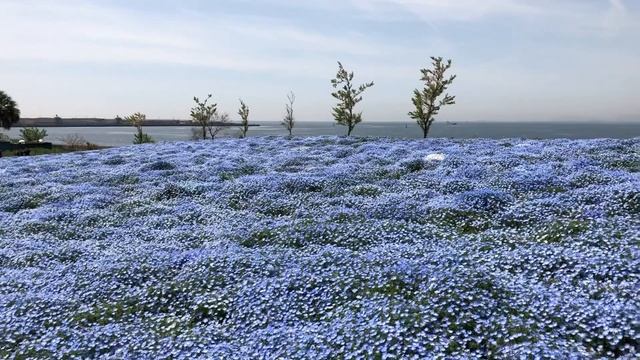 Baby Blue Eyes (Nemophila) At Maishima In Osaka.