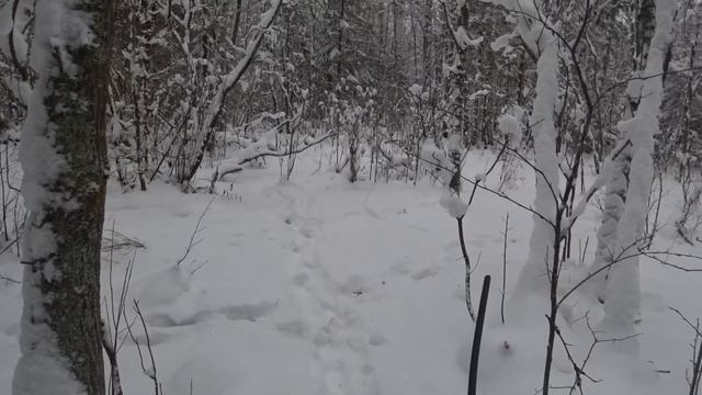 ОХОТА на ЗАЙЦА с РУССКОЙ ГОНЧЕЙ.2021-2022. смотреть онлайн