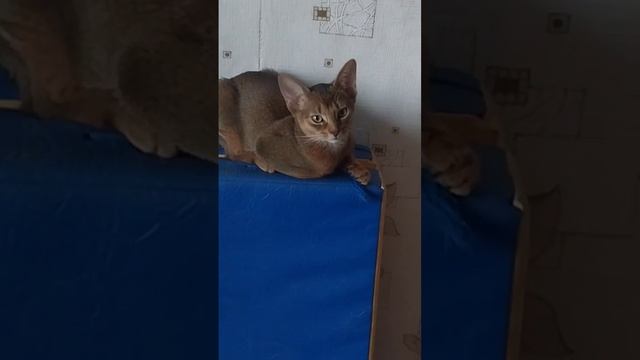 Кошка нашла новое место,для лежания смотреть онлайн