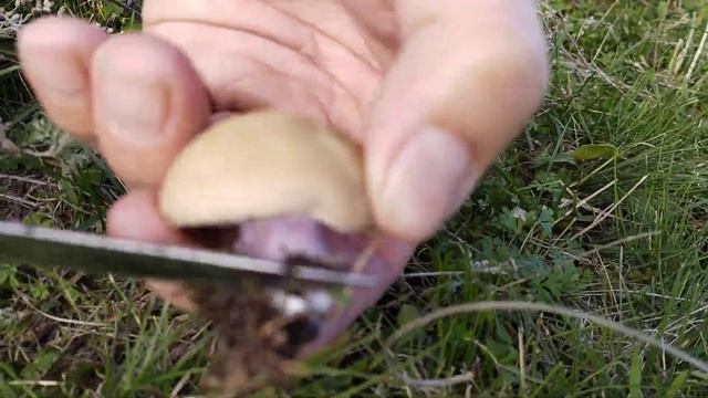 это всё грибы смотреть онлайн