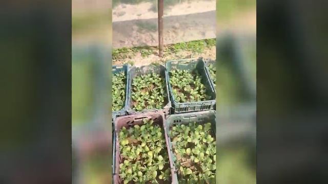 Талисман арбуз смотреть онлайн