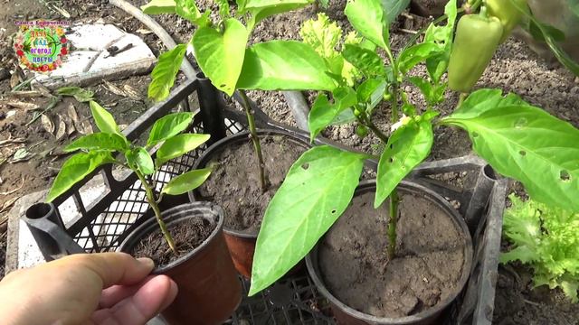 Почему от злых слов рассада не растёт? Хотите хороший урожай - с любовью обращайтесь к растениям