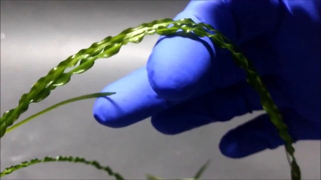 Crinum calamistratum ( Cebolla de agua ) смотреть онлайн