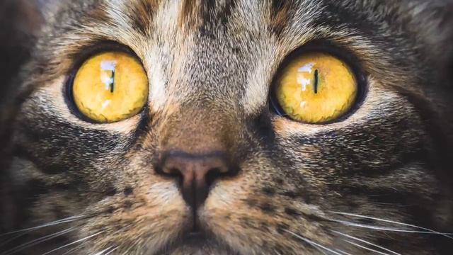 10 фактов о кошках. После которых вы полюбите кошек сильнее. смотреть онлайн