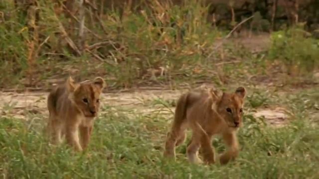 Monkey Hunters (Baboons Vs Lions Documentary) | Real Wild смотреть онлайн