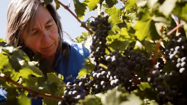 Yalumba: Steeple Vineyard Barossa Shiraz with Jane Ferrari смотреть онлайн