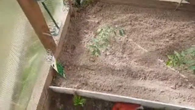 Образцово-показательная ДАЧА смотреть онлайн