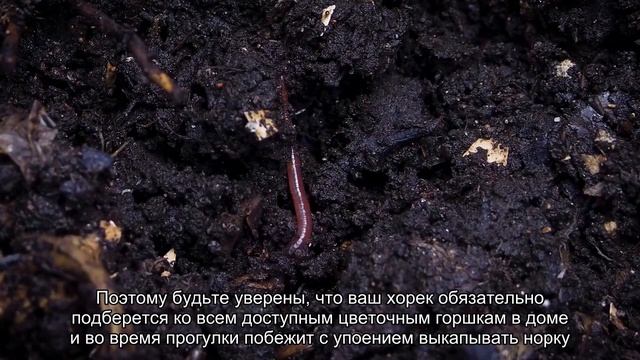 Домашний хорек - самый жизнерадостный питомец смотреть онлайн