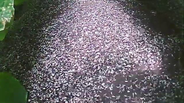мульчирование почвы урожай огурца смотреть онлайн