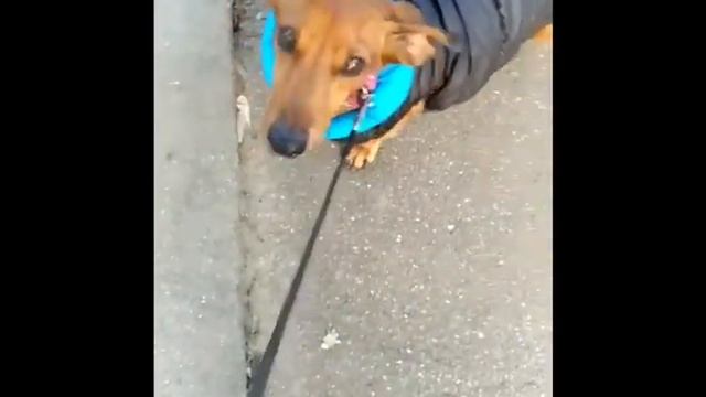 Пёсик прощание смотреть онлайн