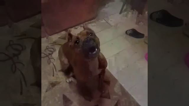 Американский стафф смотреть онлайн