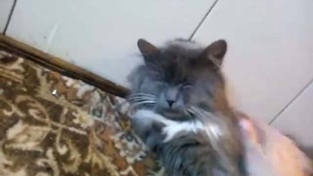 Не дает спать коту