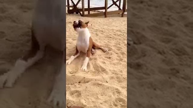 Собака пытается съесть лимон
