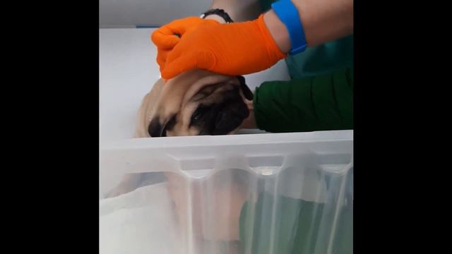PUGGY TIME| Влог про прививку. Какую прививку делают щенкам в 2 месяца? смотреть онлайн