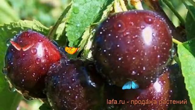 Вишня обыкновенная Быстринка (prunus Cerasus Bystrinka) ? обзор: как сажать, саженцы вишни Быстринк