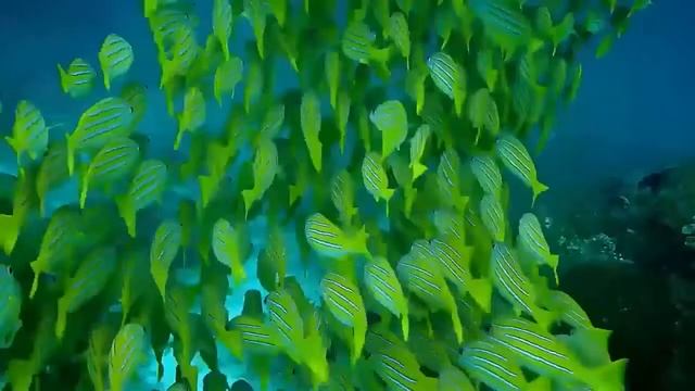 The Amazing Underwater World Of The Red Sea - 1 Hour Relaxation Video With Calming Music