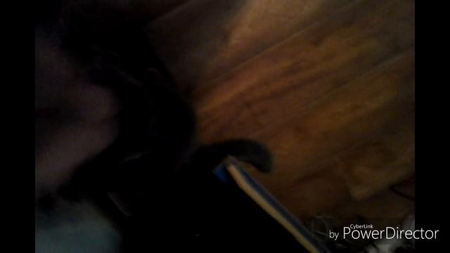 Кино про моего кота смотреть онлайн