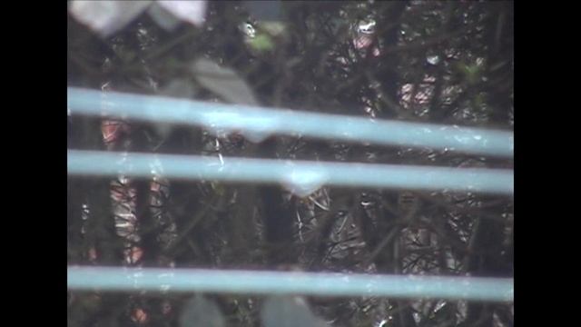 JVC GR DVL320A + Capturing Video смотреть онлайн