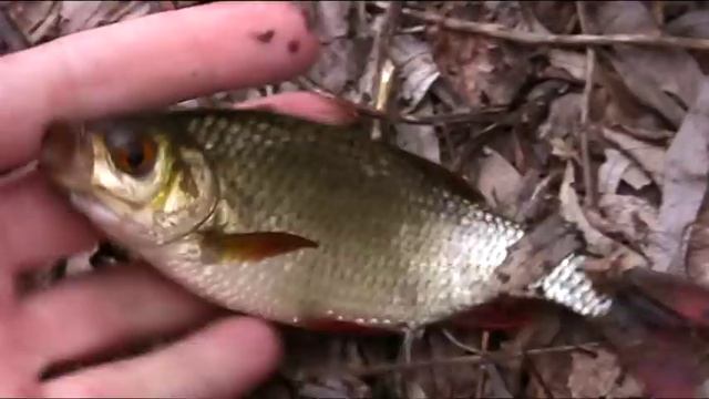 Ловля рыбы на попла - поппер. смотреть онлайн