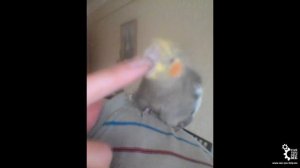 Как попугай Корелла просит себя почесать и показывает ОРЛА