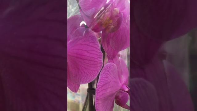 Лента акция орхидеи чудо. Недорого. смотреть онлайн