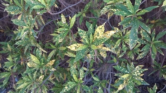 Croton: Codiaeum variegatum (www.riomoros.com) смотреть онлайн