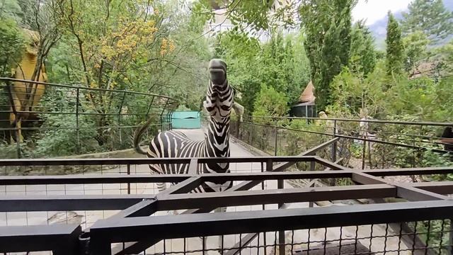 Парк львов Тайган. ЗООПАРК СКАЗКА ЯЛТА. НА МЕНЯ НАПАЛИ ПЕЛИКАНЫ. Олег Зубков. (1 часть).