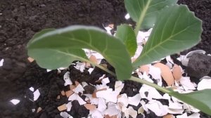 Эффективный метод борьбы против совки на капусте, огурцах и томатах  Борьба с крестоцветной блохой