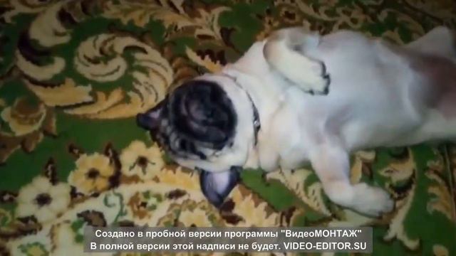 Мопс по кличке Буся смотреть онлайн