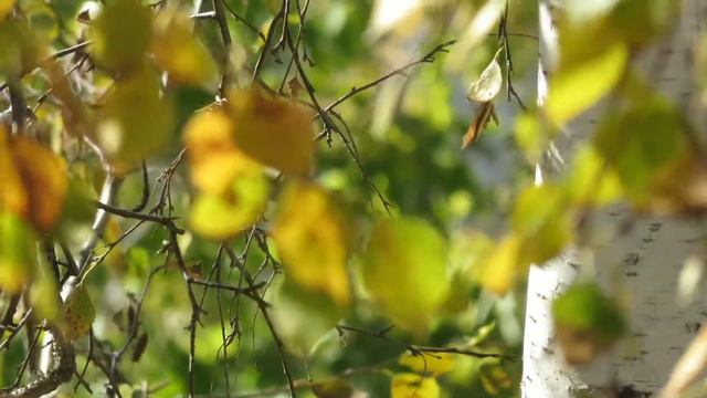 футаж# отличный день# смотреть онлайн