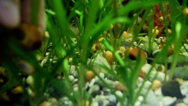 молодь моллинезии, барбусов, ампулярий смотреть онлайн