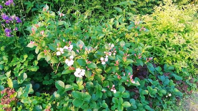 Вейгела цветет смотреть онлайн