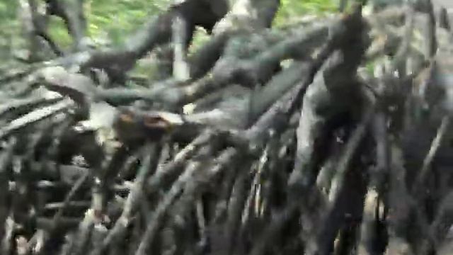 MANGROVE. MAGROVIA. μαγκρόβια 紅樹林 мангровое дерево