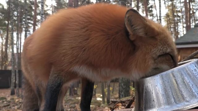 Ли Сяо / Alice the Fox Лиса Алиса (Лиса принимает гостей в вольере) смотреть онлайн