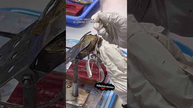 Как вырастить жемчужину?? смотреть онлайн