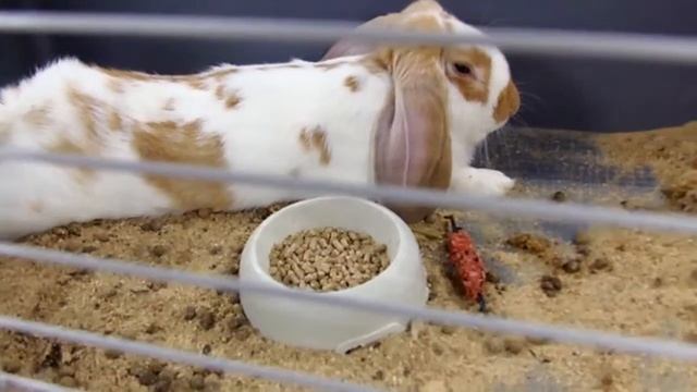 Порода кроликов Французский баран 3 смотреть онлайн